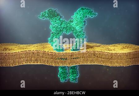 Eine Abbildung eines vaskulären endothelialen Wachstumsfaktorrezeptors (VEGFR), Subtyp 2. Vaskulärer endothelialer Wachstumsfaktor ist ein Signalprotein, das an der Bildung des Kreislaufsystems und dem Wachstum der Blutgefäße beteiligt ist. VEGF-Proteine stimulieren die zellulären Reaktionen durch Interaktion mit spezialisierten Tyrosinkinase-Rezeptoren, die als VEGFR auf der Zelloberfläche bekannt sind. Sowohl VEGF als auch VEGFR spielen auch eine Rolle bei der pathologischen Angiogenese, insbesondere der Tumorangiogenese, wobei neu gebildete Blutgefäße Nährstoffe und Transport für Krebszellen im Körper liefern können. Stockfoto