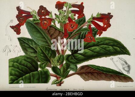 Heppiella × naegelioides Lem. Abb. Hort. 4. pl. 129. 1857. Stockfoto