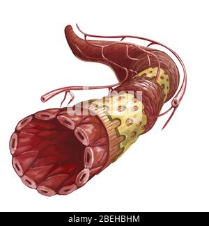 Querschnitt der Arterie, Illustration Stockfoto