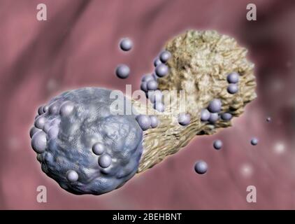 Zytotoxische T-Zelle, die Krebs angreift, Illustration Stockfoto