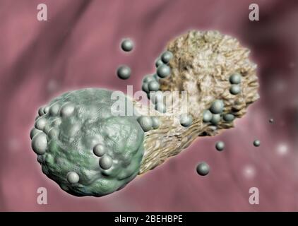 Zytotoxische T-Zelle, die Krebs angreift, Illustration Stockfoto