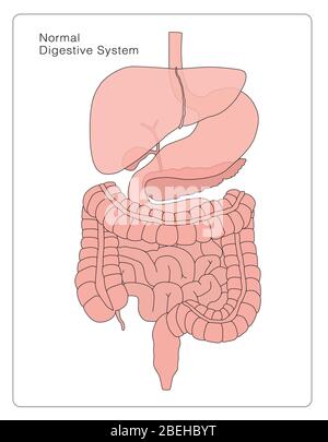 Normales Verdauungssystem Stockfoto