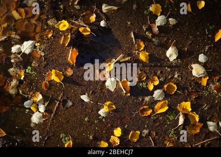Autumn silver poplar leaves floating on water lit by morning sunshine Stockfoto