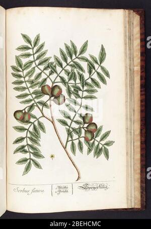 Herbarium Blackwellianum emendatum et auctum, id est, Elisabethae Blackwell collectio Steigpium (Platte 174) Stockfoto