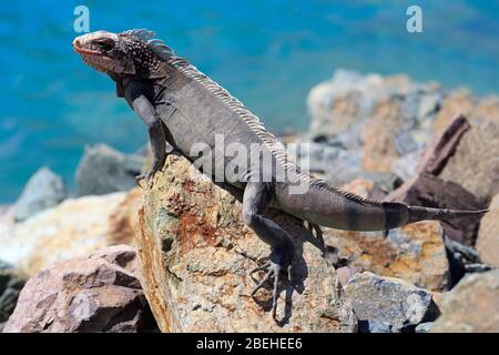 Iguana, Charlotte Amalie, St. Thomas, Amerikanische Jungferninseln, Karibik Stockfoto