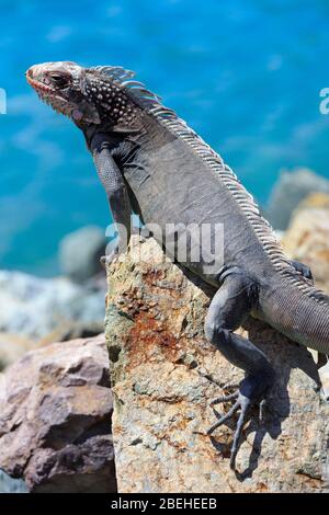 Iguana, Charlotte Amalie, St. Thomas, Amerikanische Jungferninseln, Karibik Stockfoto