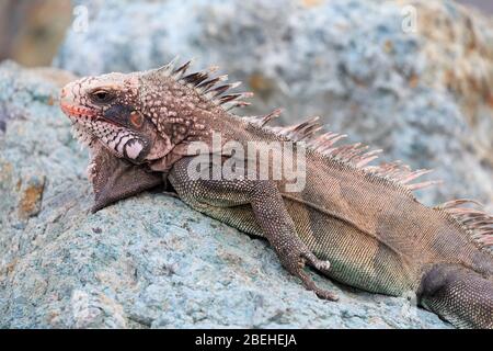 Iguana, Charlotte Amalie, St. Thomas, Amerikanische Jungferninseln, Karibik Stockfoto