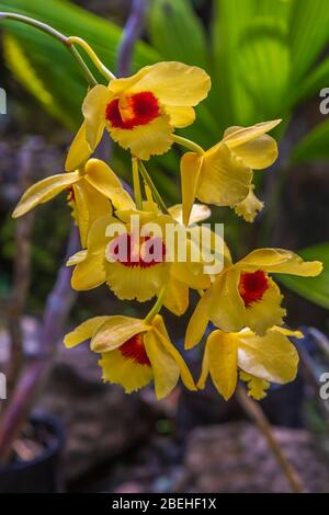 Cymbidium, allgemein bekannt als Boot Orchideen, ist eine Gattung von immergrünen blühenden Pflanzen in der Orchideenfamilie Orchidaceae. Stockfoto