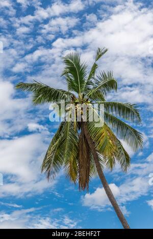 Kokosnusspalme (Cocos nucifera), mit Kokosnüssen, gegen einen blauen Himmel mit flauschigen Wolken. Stockfoto
