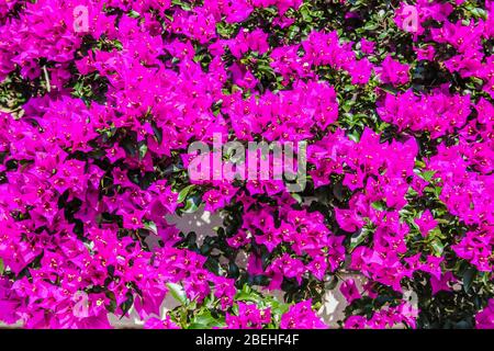 Bougainvillaea, eine Gattung dorniger Zierreben, Sträucher oder Bäume. Stockfoto