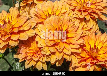 Nahaufnahme von orangefarbenen Dahlienblüten (Asteraceae), einer buschigen, knolligen, krautigen Perennie, die in Mexiko und Mittelamerika beheimatet ist. Stockfoto