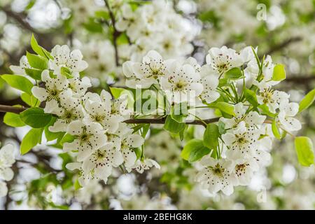 Blühende Birne (Pyrus calleryana). Ein Zierbaum, der weiße Frühlingsblüten und herrliche Herbstblätter hervorbringt. Stockfoto