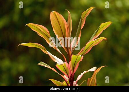 Bunte rote und grüne bunte Blätter von Cordyline fruticosa 'Early Morning Diamond' vor dunkelgrünem Hintergrund Stockfoto