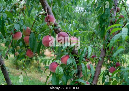 Reife Pfirsiche hängen an einem Ast auf einem Pfirsichbaum in einem Obstgarten. Obstbauerngarten Ernte Hintergrund mit reifen Früchten und üppigen grünen Blättern Stockfoto