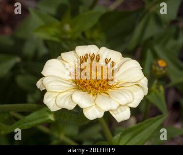 Schöne cremefarbene / hellgelbe Blume der jährlichen Zinnia auf dem Hintergrund der grünen Blätter Stockfoto