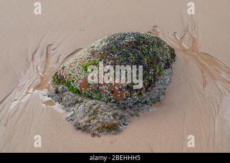 Nahaufnahme von Stein mit Algen, Muscheln, Weichtieren und Meeresleben bedeckt Stockfoto