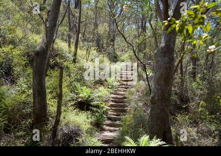 Wanderweg mit Treppe im Eukalyptuswald mit Farnen in unter wachsen. Naturen-Track in Wentworth Falls, Blue Mountains in Australien Stockfoto