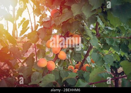 Nahaufnahme von reifen Aprikosen auf einem Ast auf Aprikosenbaum in einem Obstgarten, Obstgarten Stockfoto