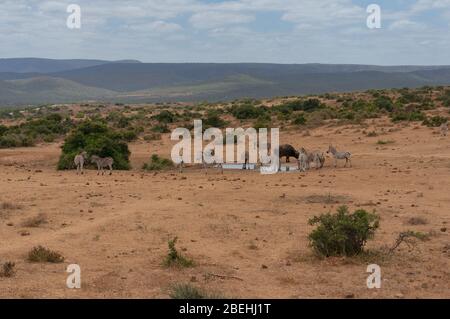 Herde wilder Zebras und Büffel auf Wasserloch mit riesiger afrikanischer Wildnislandschaft im Hintergrund Stockfoto