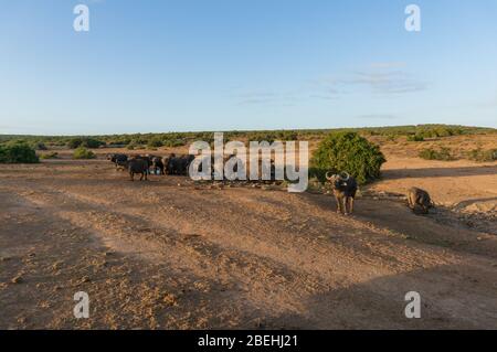 Herde wilder Büffel am Wasserloch in Afrika. Safari-Spiel Fahrt in Südafrika Stockfoto