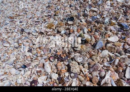 Nahaufnahme der Muscheln. Korallen und Kieselsteine am Strand. Natur Textur Hintergrund Stockfoto