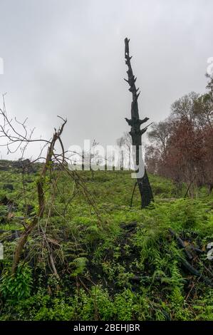 Tote verbrannte Bäume Silhouetten mit neuen üppigen grünen Gras. Wald nach Buschfeuer, Wildbrand-Katastrophe Stockfoto