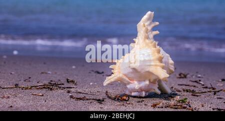 Eine Muschel oder Sea Shell, auch einfach als Shell bezeichnet, ist ein hartes, äußere Schicht um ein Tier, das im Meer leben. Die shell ist Teil Stockfoto