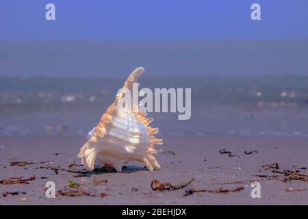 Eine Muschel oder Sea Shell, auch einfach als Shell bezeichnet, ist ein hartes, äußere Schicht um ein Tier, das im Meer leben. Die shell ist Teil Stockfoto