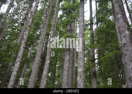 Blick auf den Wald auf dem unteren Teil des Rampart Ridge Trail von Longmire im Mt Rainier National Park, Washington State, USA Stockfoto