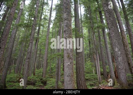 Blick auf den Wald auf dem unteren Teil des Rampart Ridge Trail von Longmire im Mt Rainier National Park, Washington State, USA Stockfoto