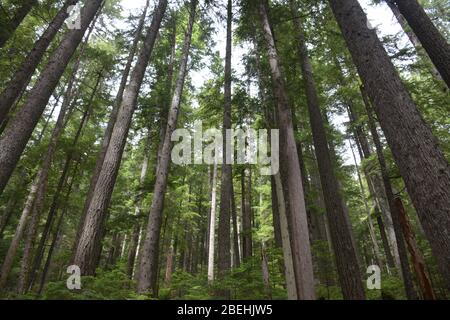 Blick auf den Wald auf dem unteren Teil des Rampart Ridge Trail von Longmire im Mt Rainier National Park, Washington State, USA Stockfoto