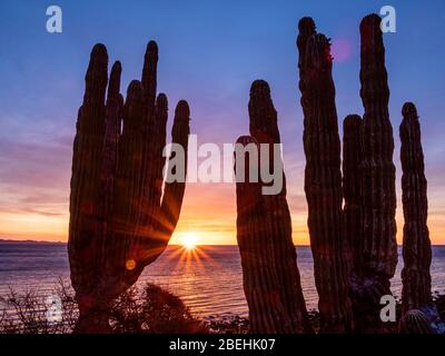 Sonnenaufgang über Isla San Esteban, Baja California, Mexiko. Stockfoto