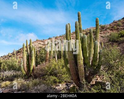 Mexikanischer Riesenkarron (Pachycereus pringlei) auf Isla San Esteban, Baja California, Mexiko. Stockfoto