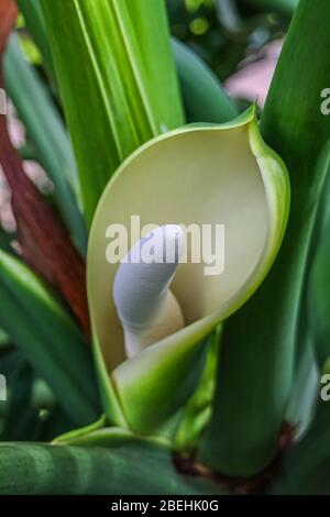 Zantedeschia, eine krautige, mehrjährige, blühende Pflanze, Familie Araceae, stammt aus dem südlichen Afrika. Stockfoto