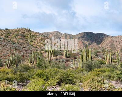 Die Sonoranische Wüste, Isla San Esteban, Baja California, Mexiko. Stockfoto