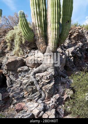 Exponierte Wurzeln des Riesencordon Kaktus (Pachycereus pringlei) Isla San Esteban, Baja California, Mexiko. Stockfoto