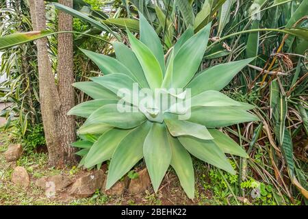 Agave attenuata ist eine Agavenart, die manchmal als Löwenschwanz, Schwanenhals oder Füchsschwanz bekannt ist. Stockfoto