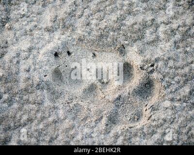 Coyote, Canis latrans, Tracks auf Sand Dollar Beach, Magdalena Island, Baja California Sur, Mexiko. Stockfoto