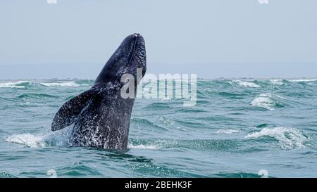 Kalifornisches Grauwalkalb (Eschrichtius robustus), Durchbrechen in der San Ignacio Lagune, Baja California Sur, Mexiko. Stockfoto