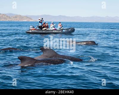 Kurzflocken-Pilotwale (Globicephala macrorhynchus), mit Zodiacs vor Isla San Marcos, Baja California Sur, Mexiko. Stockfoto