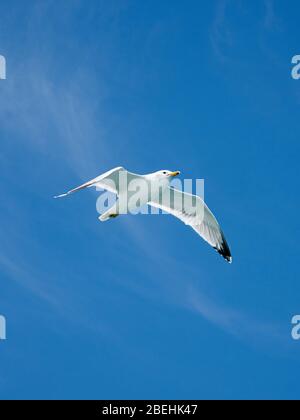 Erwachsene kalifornische Möwe (Larus californicus), im Flug bei Magdalena Island, Baja California Sur, Mexiko. Stockfoto