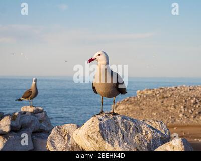 Erwachsene Heermann-Möwe (Larus heermanni), auf Nistplatz auf Isla Rasa, Baja California, Mexiko. Stockfoto