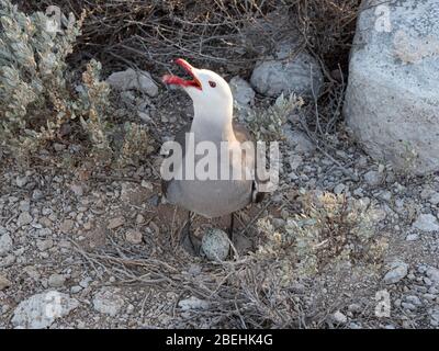 Erwachsene Heermann-Möwe (Larus heermanni), Verteidigernest auf Isla Rasa, Baja California, Mexiko. Stockfoto