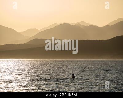 Buckelwal (Megaptera novaeangliae), Kalbsbrechung in Los Cabos, Baja California Sur, Mexiko. Stockfoto