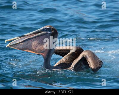 Jungpelikan, Pelecanus occidentalis, Schluckfische, Isla del Carmen, Baja California, Mexiko. Stockfoto