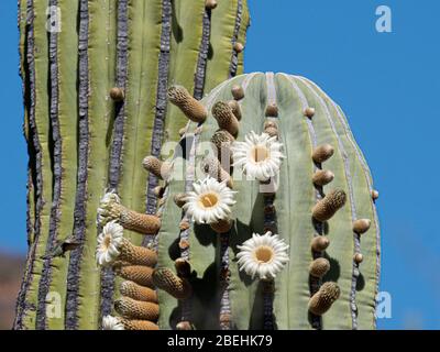 Mexikanischer Riesenkardon, Pachycereus pringlei, blühend auf Isla San Esteban, Baja California, Mexiko. Stockfoto