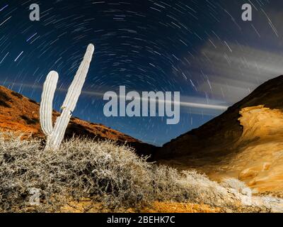 Nachtaufnahme des mexikanischen Riesenkardons, Pachycereus pringlei, Puerto Gato, Baja California Sur, Mexiko. Stockfoto