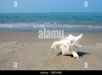 Seashell Beach Stockfoto