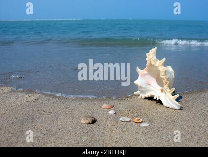 Seashell Beach Stockfoto