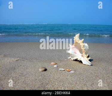 Eine Muschel oder Sea Shell, auch einfach als Shell bezeichnet, ist ein hartes, äußere Schicht um ein Tier, das im Meer leben. Die shell ist Teil Stockfoto